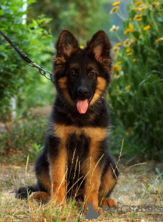 Photo №4. I will sell german shepherd in the city of Каир. private announcement, from nursery, breeder - price - 600$