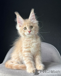 Photo №3. Large, Fluffy Maine Coon Kittens Intelligent, Loyal, and Family-Friendly. Germany