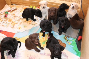 Additional photos: Labrador biscuit labradors, black, chocolate puppies