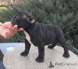 Photo №2 to announcement № 135315 for the sale of french bulldog - buy in Serbia breeder