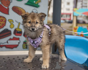 Photo №3. Looking for a miniature princess Luna is looking for a house!. Russian Federation