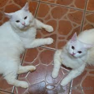 Photo №2 to announcement № 163459 for the sale of turkish angora - buy in Austria private announcement, breeder