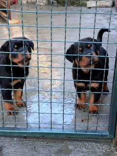 Photo №4. I will sell rottweiler in the city of Belgrade.  - price - negotiated