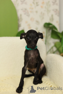 Photo №2 to announcement № 23211 for the sale of italian greyhound - buy in Belarus private announcement