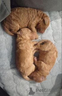 Photo №4. I will sell poodle (toy) in the city of Belgrade.  - price - negotiated