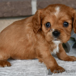 Photo №2 to announcement № 45724 for the sale of cavalier king charles spaniel - buy in Brazil private announcement