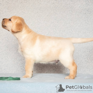 Photo №2 to announcement № 9158 for the sale of labrador retriever - buy in Russian Federation from nursery