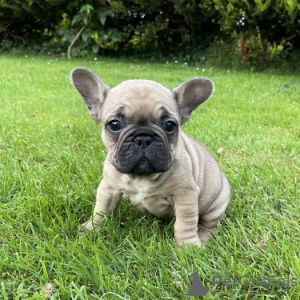 Photo №3. High quality blue French bulldog puppies.. Germany