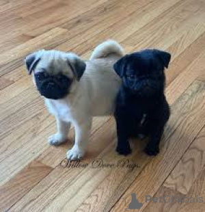 Photo №2 to announcement № 136787 for the sale of pug - buy in Germany 