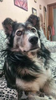 Photo №4. I will sell non-pedigree dogs in the city of Volgograd. private announcement - price - Is free