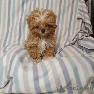 Photo №1. poodle (toy) - for sale in the city of Munich | 465$ | Announcement № 159053