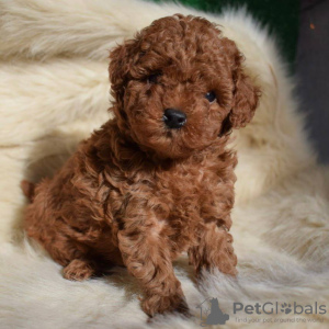 Photo №3. Red Brown toy poodle puppies. Germany