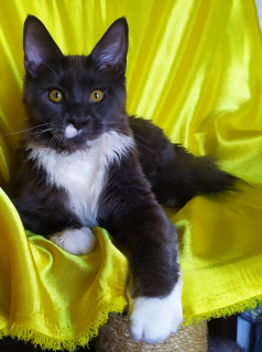 Photo №1. maine coon - for sale in the city of Odintsovo | 786$ | Announcement № 7099