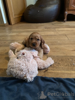 Photo №2 to announcement № 111507 for the sale of english cocker spaniel - buy in Netherlands breeder