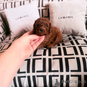 Photo №4. I will sell poodle (toy) in the city of Barcelona. breeder - price - 329$