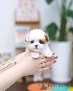 Photo №3. Miniature shitzu puppy for adoption. United States