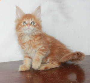 Photo №1. maine coon - for sale in the city of Krasnoyarsk | 265$ | Announcement № 5952