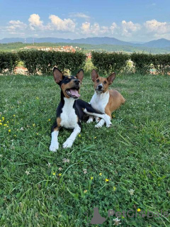 Photo №3. TOP Basenji dogs. Serbia