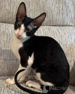 Photo №1. cornish rex - for sale in the city of Anderlecht | negotiated | Announcement № 173217