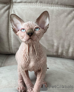 Photo №1. sphynx-katze - for sale in the city of New York | 456$ | Announcement № 93317