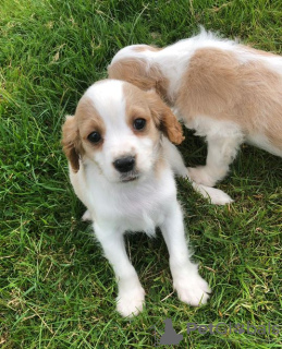 Photo №3. Adorable Cavalier King Charles Puppies for free adoption. Germany