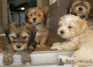 Photo №1. havanese dog - for sale in the city of Leimen | 465$ | Announcement № 171461