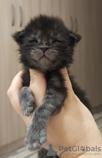 Photo №4. I will sell maine coon in the city of Москва. from nursery - price - 611$