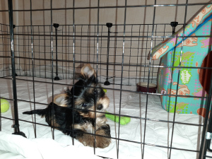 Photo №2 to announcement № 3640 for the sale of yorkshire terrier - buy in Russian Federation from nursery