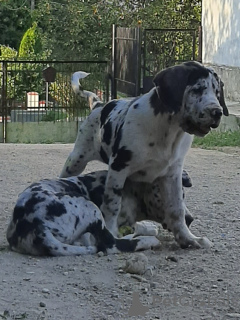 Photo №1. great dane - for sale in the city of Ломжа | negotiated | Announcement № 24786