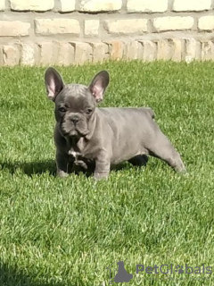 Photo №1. french bulldog - for sale in the city of Senta | negotiated | Announcement № 96013