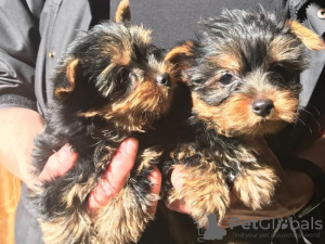 Photo №1. yorkshire terrier - for sale in the city of Las Vegas | Is free | Announcement № 11720