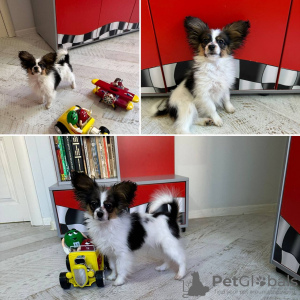 Photo №1. papillon dog - for sale in the city of Riga | 264$ | Announcement № 90465