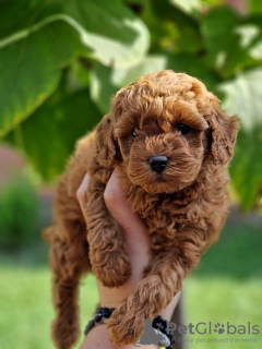 Photo №2 to announcement № 119383 for the sale of poodle (toy) - buy in Serbia 