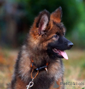 Photo №3. Beautiful dsh German Shepherd puppies.. Germany