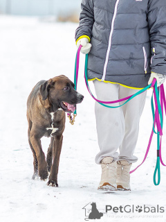 Photo №2 to announcement № 163070 for the sale of non-pedigree dogs - buy in Russian Federation private announcement