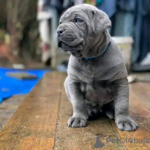 Photo №1. cane corso - for sale in the city of Брайт | 500$ | Announcement № 89896
