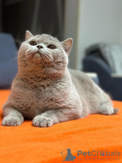 Photo №4. I will sell british shorthair in the city of Мутланген. private announcement - price - 581$