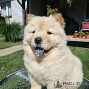 Photo №3. Chow Chow males. Serbia