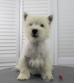 Photo №4. I will sell west highland white terrier in the city of Moscow. private announcement, from nursery, breeder - price - 651$