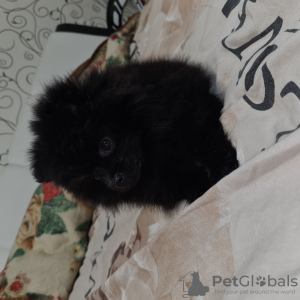 Photo №1. pomeranian - for sale in the city of Warsaw | 700$ | Announcement № 40733