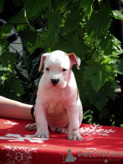 Additional photos: American Staffordshire Terrier, puppies