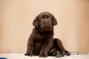 Photo №4. I will sell labrador retriever in the city of Lyubertsy. breeder - price - 1015$
