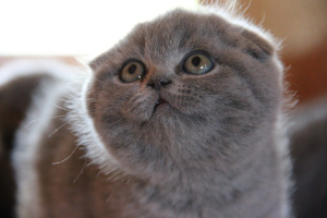Photo №2 to announcement № 2776 for the sale of scottish fold - buy in Russian Federation from nursery