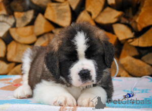 Photo №4. I will sell st. bernard in the city of Minsk. from nursery - price - 759$