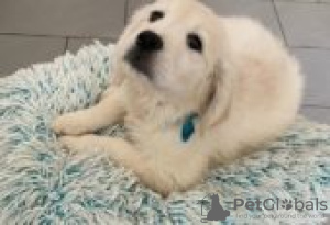 Photo №1. golden retriever - for sale in the city of Berlin | Is free | Announcement № 126893