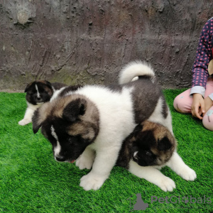 Photo №1. akita - for sale in the city of Невада | 410$ | Announcement № 30134