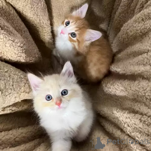 Photo №2 to announcement № 167271 for the sale of siberian cat - buy in Germany private announcement