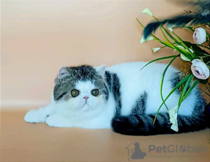 Photo №1. exotic shorthair - for sale in the city of Nizhny Novgorod | negotiated | Announcement № 66015