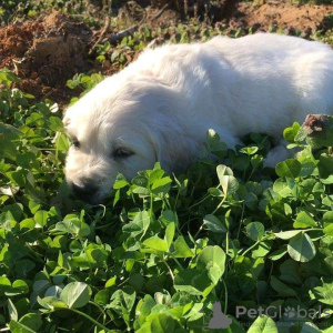 Photo №3. golden retriever puppies for sale. Ireland