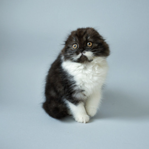 Additional photos: Scottish Longhair Fold Kitty
